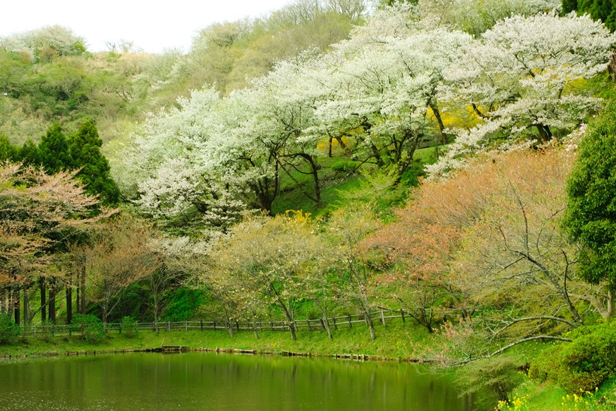 春の風景 パート28 山崎博久フォトギャラリー